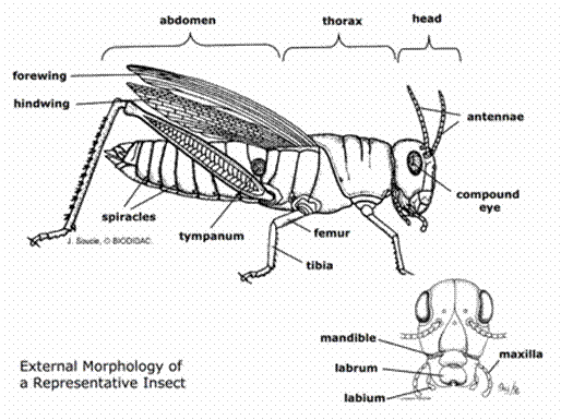 Maycintadamayantixibb Function Of Forewings In Grasshopper 0159